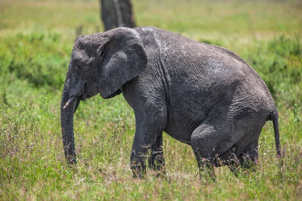 Éléphant Afrique Dans Parc National Serengeti Tanzanie — Photo