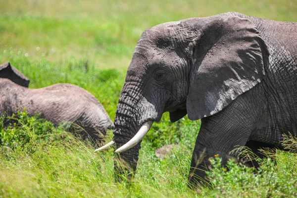 Африканские Слоны Озере Маньяра — стоковое фото