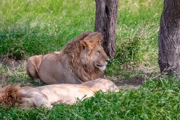 Lions Grass Serengeti National Park — Stock Photo, Image