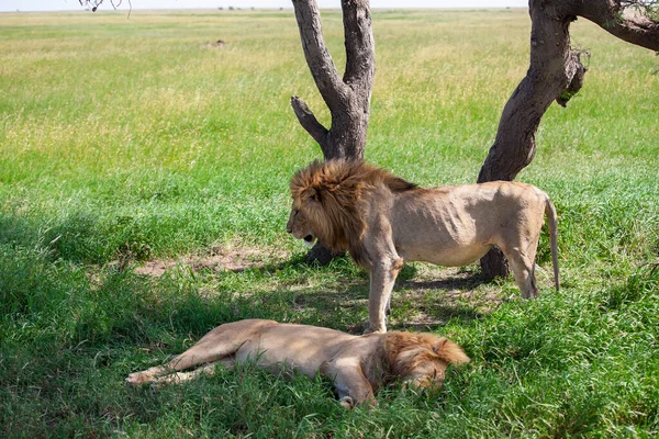 Leones Sobre Hierba Parque Nacional Del Serengeti — Foto de Stock
