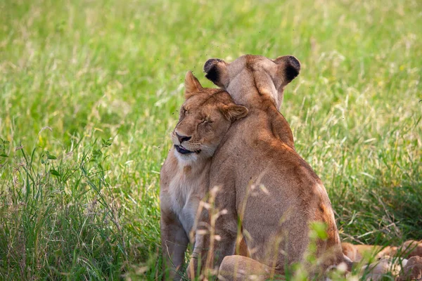 Jóvenes Leonas Savannah Parque Nacional Del Serengeti —  Fotos de Stock