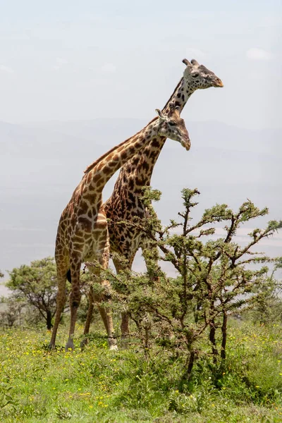 Giraffe Selvatiche Cratere Ngorongoro Tanzania — Foto Stock