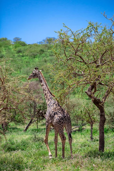 Giraffa Selvatica Cratere Ngorongoro Tanzania — Foto Stock
