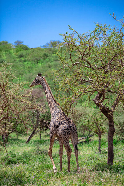 Wild Giraffe at Ngorongoro Crater, Tanzania