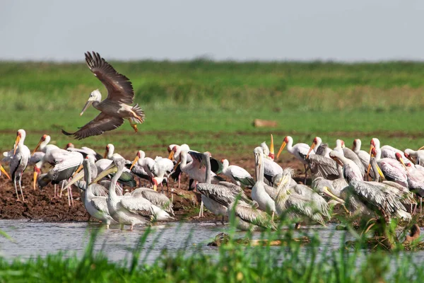 Flock White Pelicans Water — Stock Photo, Image