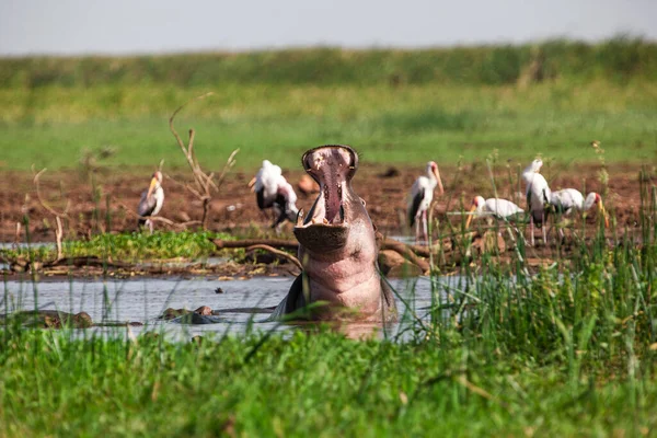 Hippopotamus Lake Manyaran Kansallispuistossa Tansaniassa — kuvapankkivalokuva