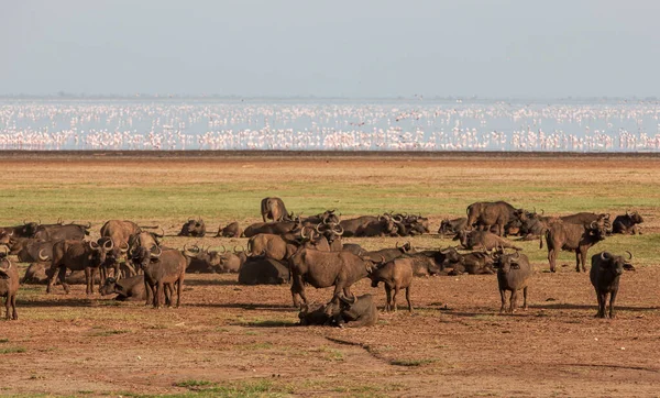 Afrikaanse Buffels Het Lake Manyara National Park Tanzania — Stockfoto