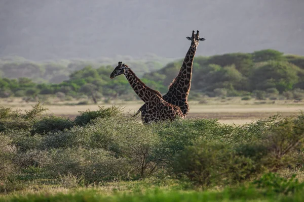 Żyrafy Parku Narodowym Jezioro Manyara Tanzania — Zdjęcie stockowe