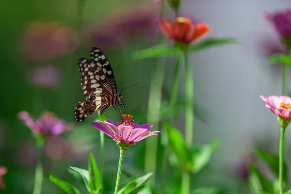 Красивая Бабочка Отдыхает Цветке Национальном Парке Маньяра Танзания — стоковое фото