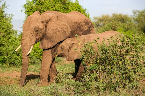 Afrikanska Elefanter Lake Manyara National Park Tanzania — Stockfoto