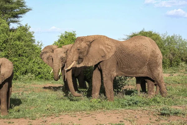 African Elephants Lake Manyara National Park Tanzania — Stock Photo, Image
