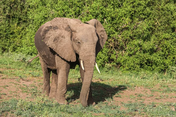 Afrikansk Elefant Lake Manyara Nasjonalpark Tanzania – stockfoto