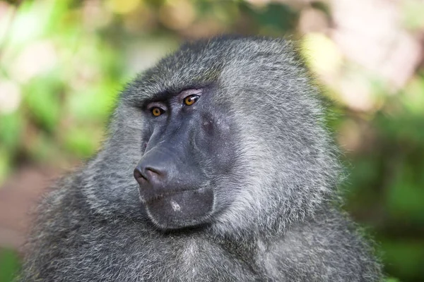 Pavián Lese Národního Parku Manyara Tanzanie — Stock fotografie