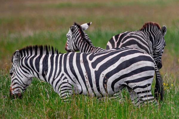 Zebry Národním Parku Serengeti Tanzanie — Stock fotografie