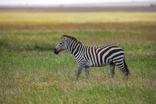 Seepra Serengetin Kansallispuistossa Tansaniassa — kuvapankkivalokuva