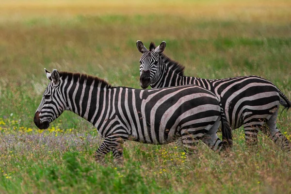 Zebras Taman Nasional Serengeti Tanzania — Stok Foto