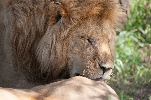 León Parque Nacional Del Serengeti Tanzania — Foto de Stock