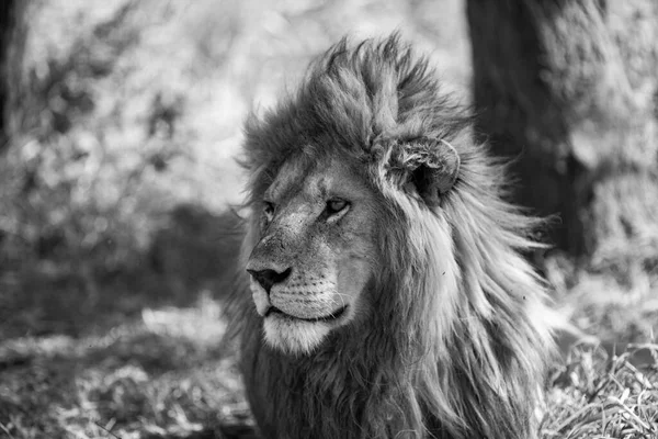 Лев Національному Парку Серенгеті Танзанія — стокове фото