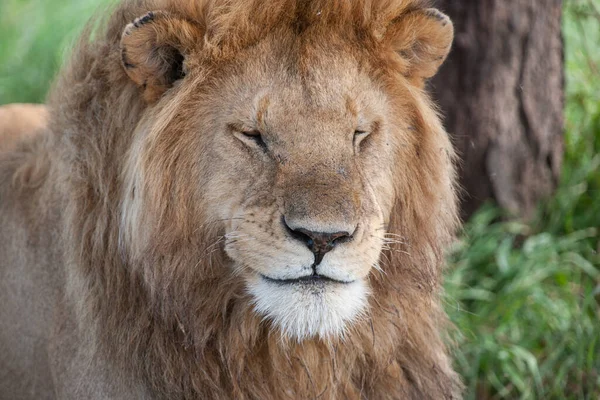 Lion Serengeti National Park Τανζανία — Φωτογραφία Αρχείου