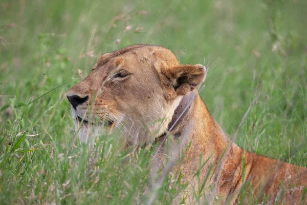 坦桑尼亚塞伦盖蒂国家公园的女狮子座 — 图库照片