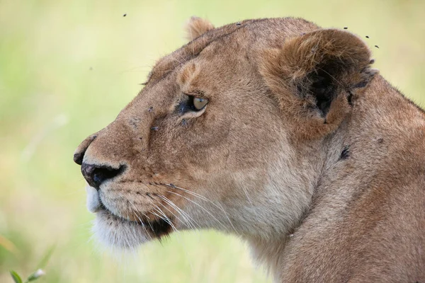 Lejoninnor Serengetis Nationalpark Tanzania — Stockfoto