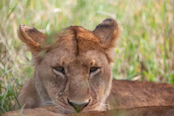 Левиці Національному Парку Серенгеті Танзанія — стокове фото