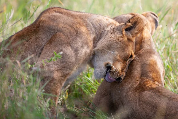 Leonesse Nel Parco Nazionale Del Serengeti Tanzania — Foto Stock