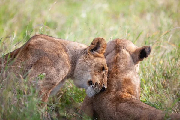 Serengeti Ulusal Parkı Tanzanya Dişi Aslanlar — Stok fotoğraf