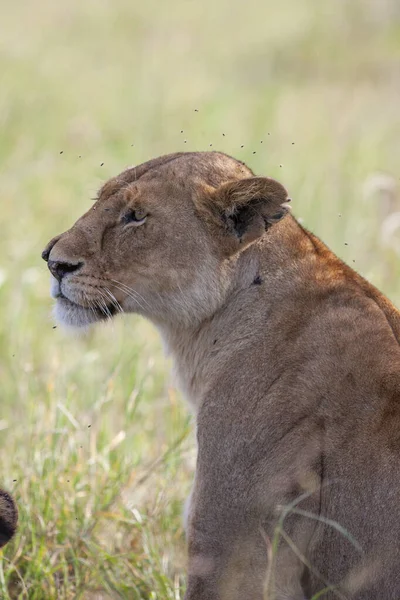 Leona Parque Nacional Del Serengeti Tanzania — Foto de Stock