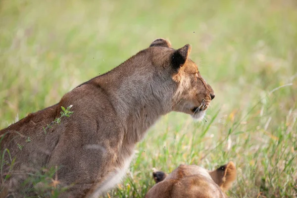 Leonesse Nel Parco Nazionale Del Serengeti Tanzania — Foto Stock