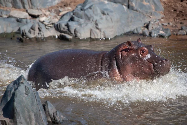 Hippopotamus Het Nationaal Park Serengeti Tanzania — Stockfoto