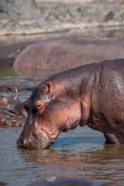 Hippopotamuses Serengeti National Park Tanzania — Foto de Stock