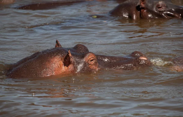 Hippopotamuses Serengeti National Park Tanzania — стоковое фото
