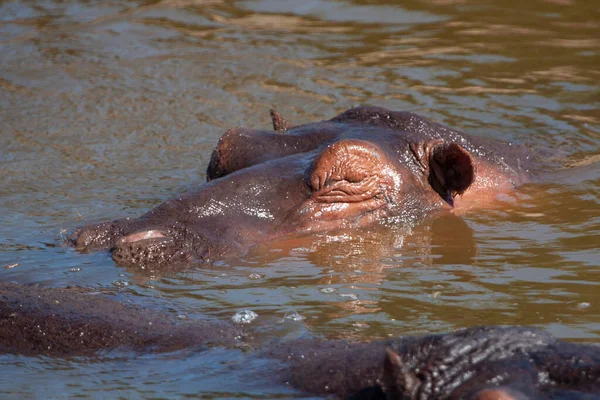 Hippopotame Dans Parc National Serengeti Tanzanie — Photo