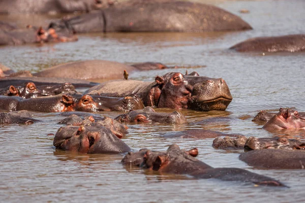 Hippopotamuses Serengeti National Park Tanzania Royalty Free Stock Photos