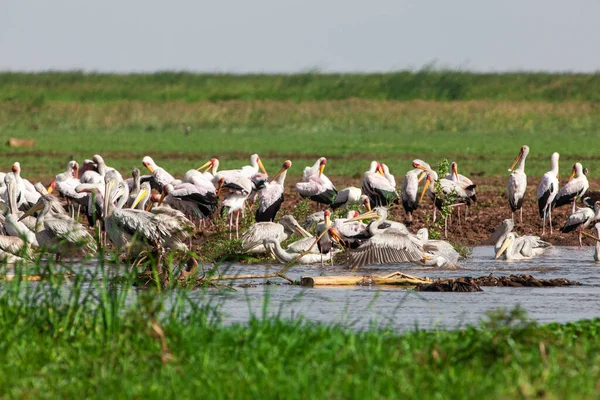 Grote Witte Pelikanen Lake Manyara National Park Tanzania Afrika Rechtenvrije Stockafbeeldingen
