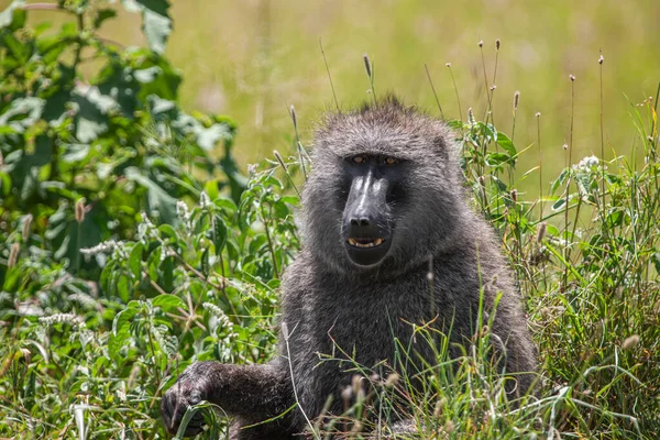坦桑尼亚Manyara湖国家公园森林中的狒狒 图库图片