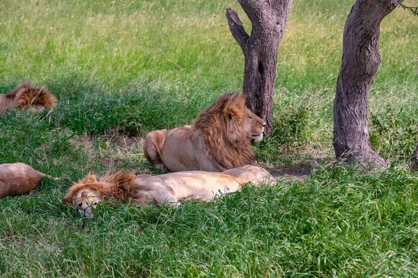 Lwy Trawie Parku Narodowym Serengeti Obrazek Stockowy