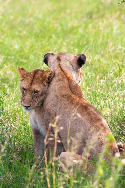 Jonge Leeuwinnen Savannah Serengeti National Park Rechtenvrije Stockfoto's