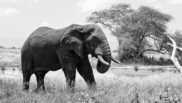 세렝게티 공원에 아프리카코끼리 탄자니아 스톡 이미지