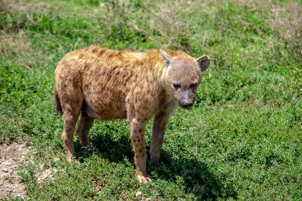 一只年轻的鬣狗在绿草上的特写镜头 免版税图库图片