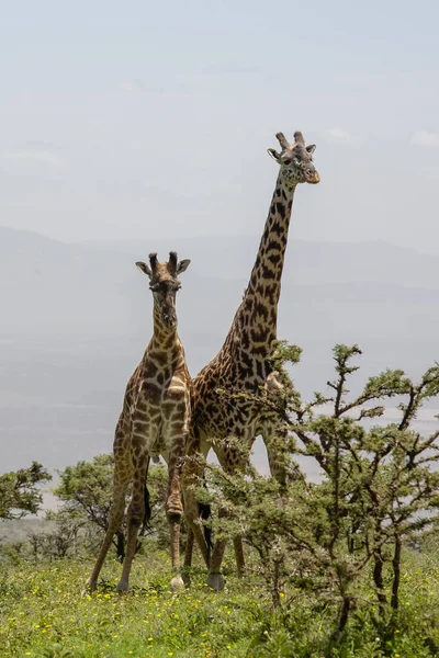 Wild Giraffes Ved Ngorongoro Krateret Tanzania stockfoto
