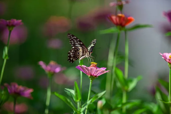 坦桑尼亚马尼亚拉湖国家公园 美丽的蝴蝶栖息在花朵之上 免版税图库照片