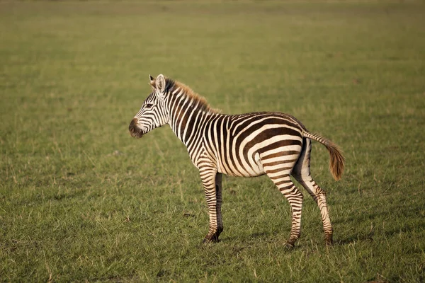 Zebra Gras Bij Lake Manyara National Park Stockafbeelding
