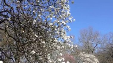 Baharda Central Park, Manhattan, New York, ABD, 30 Mart 2023