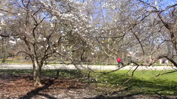 Central Park Wiosnę Manhattan Nowy Jork Usa Marca 2023 — Wideo stockowe