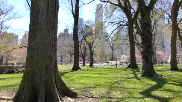 2023年3月30日在美国纽约州曼哈顿春天的中央公园 — 图库视频影像