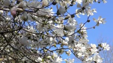 Baharda Central Park, Manhattan, New York, ABD, 30 Mart 2023