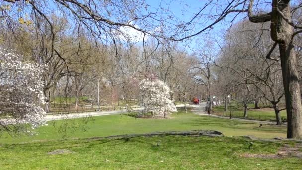 Personnes Non Identifiées Dans Central Park Manhattan New York États — Video