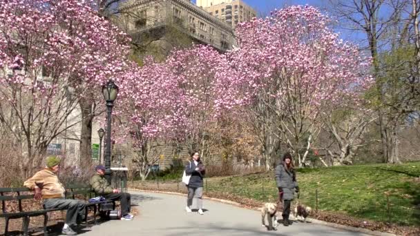 Persone Non Identificate Central Park Manhattan New York Usa Marzo — Video Stock